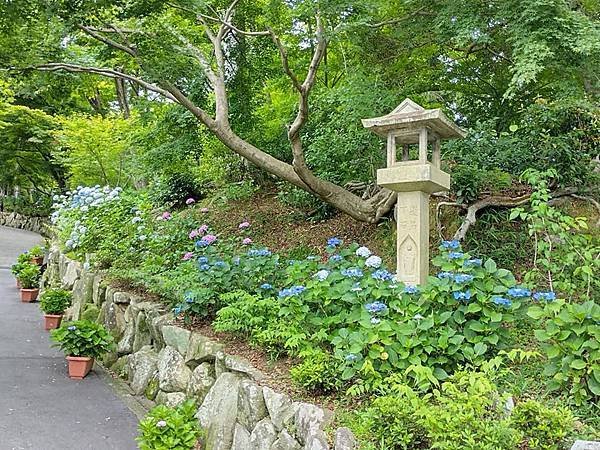京都初夏 紫陽花：柳谷觀音 楊谷寺
