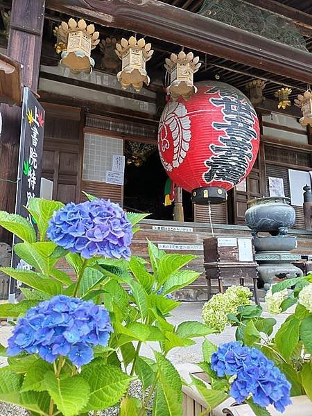京都初夏 紫陽花：柳谷觀音 楊谷寺