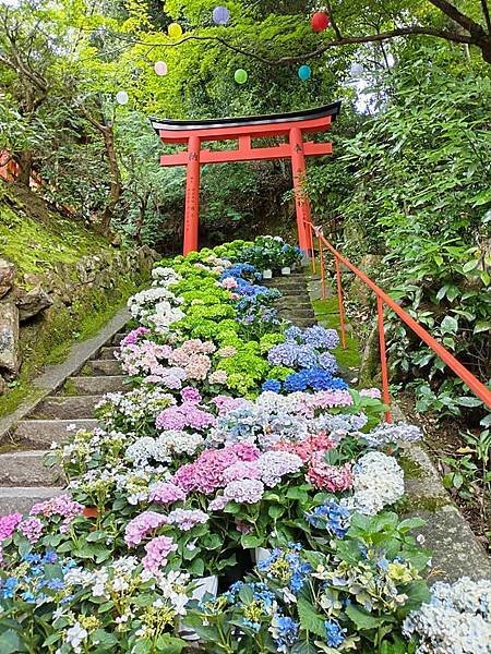 京都初夏 紫陽花：柳谷觀音 楊谷寺