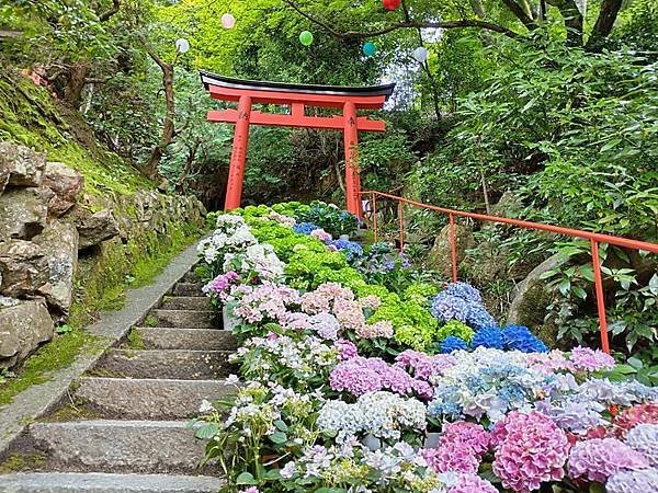 京都初夏 紫陽花：柳谷觀音 楊谷寺