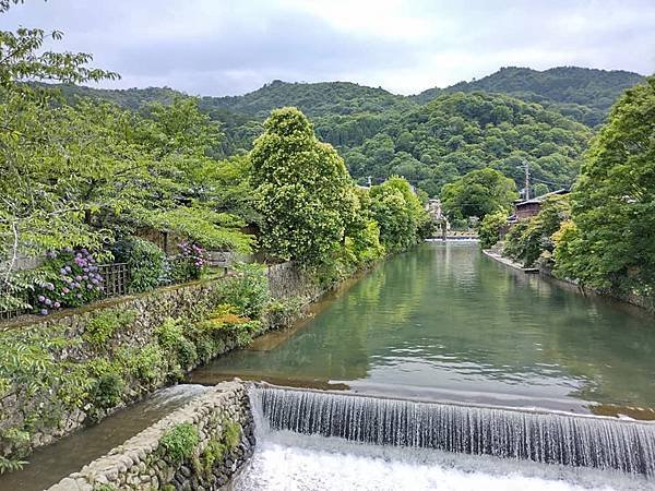 京都初夏 紫陽花