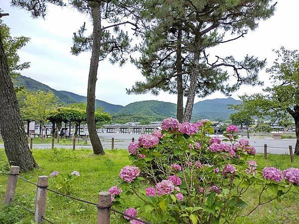 京都初夏 紫陽花