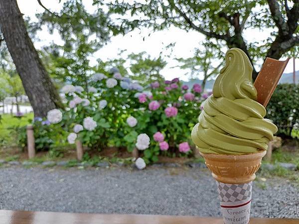 京都初夏 紫陽花