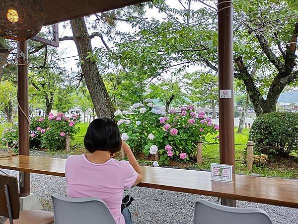 京都初夏 紫陽花
