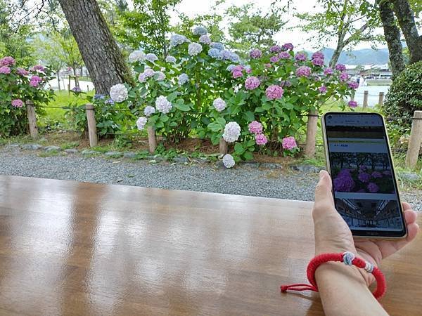京都初夏 紫陽花