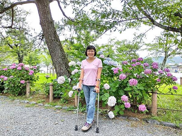 京都初夏 紫陽花
