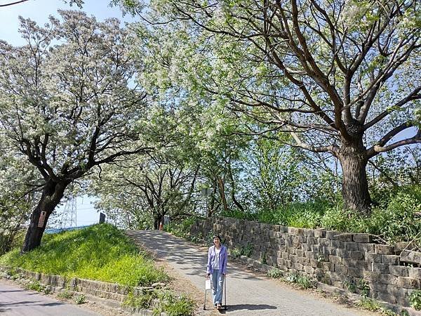 苦楝三月春（彰化市大肚溪棒壘球場）
