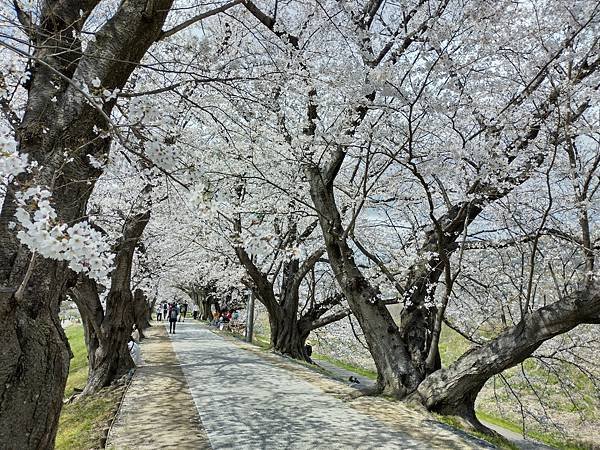 京都櫻緣記：初見背割堤