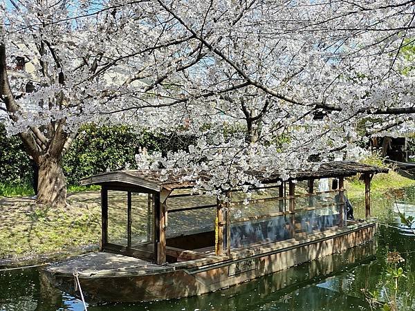 京都櫻緣記：伏見十石舟．哲學之道