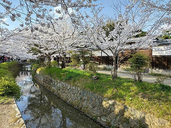 京都櫻緣記：伏見十石舟．哲學之道