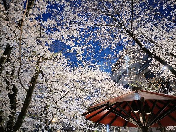 京都櫻緣記：白川通、冷泉通、祇園白川夜櫻