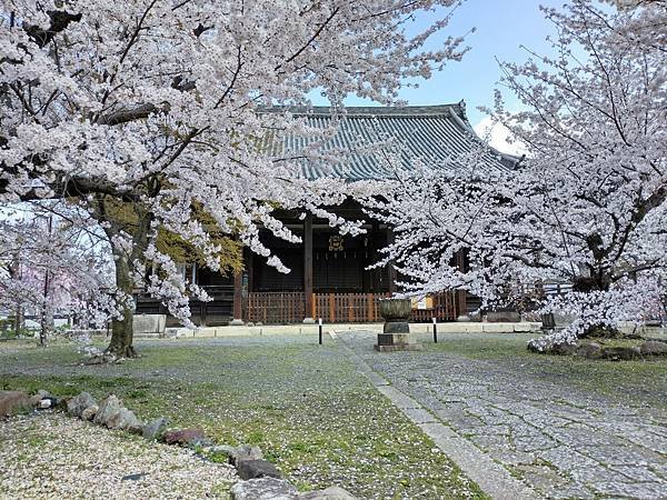 京都櫻緣記：櫻花穴場 西陣立本寺