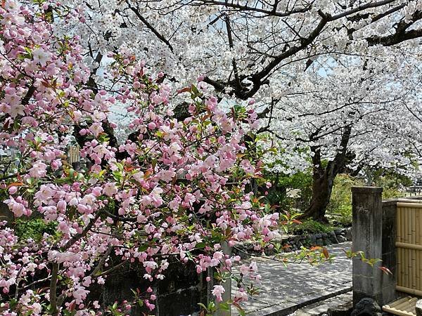 京都櫻緣記：