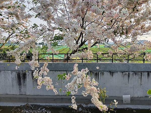 花旗木 藍花楹