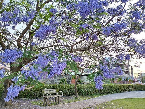 花旗木 藍花楹