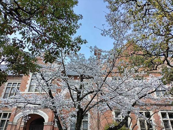 京都櫻緣記：花見同志社大學．本滿寺送春歸