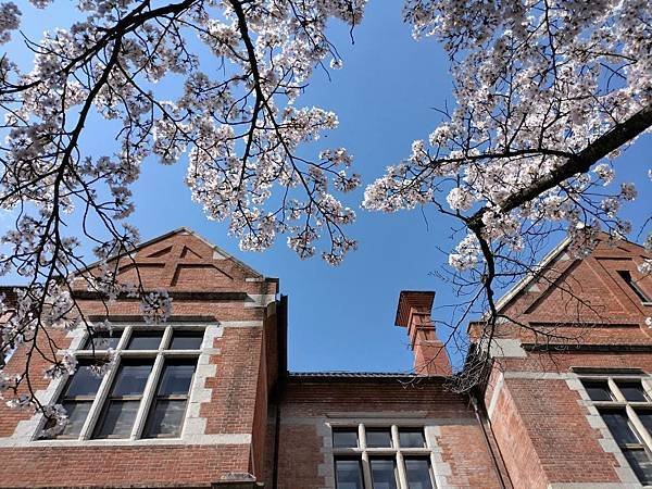京都櫻緣記：花見同志社大學．本滿寺送春歸