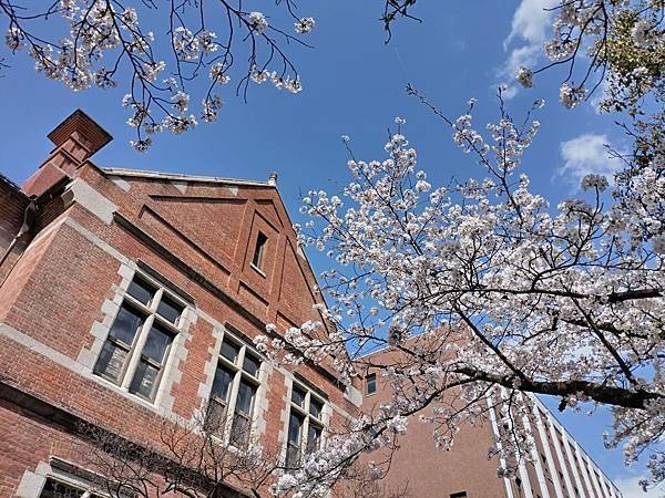 京都櫻緣記：花見同志社大學．本滿寺送春歸
