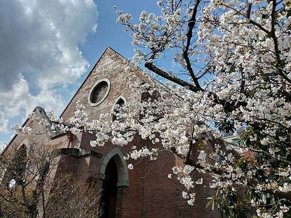 京都櫻緣記：花見同志社大學．本滿寺送春歸