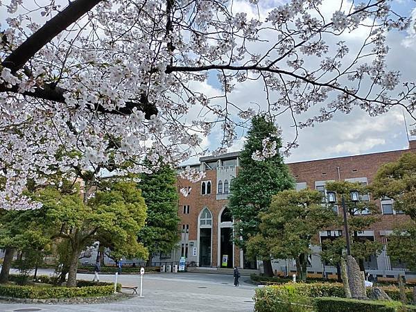 京都櫻緣記：花見同志社大學．本滿寺送春歸