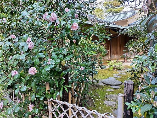 京都櫻緣記：花見同志社大學．本滿寺送春歸