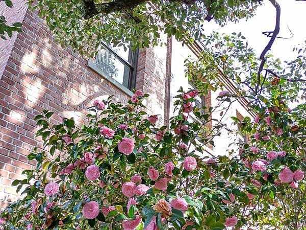 京都櫻緣記：花見同志社大學．本滿寺送春歸