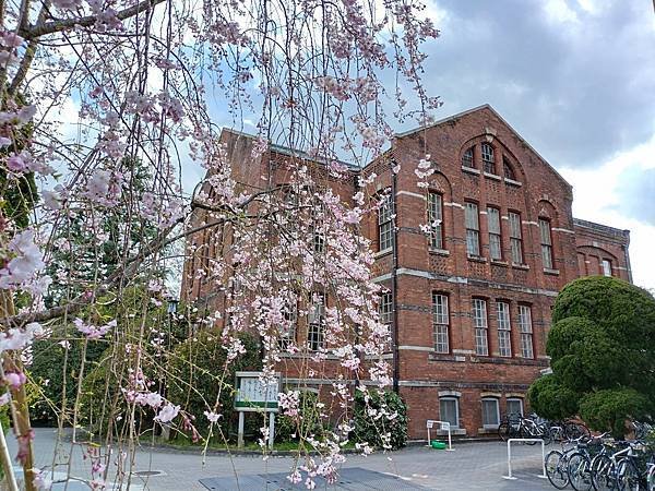 京都櫻緣記：花見同志社大學．本滿寺送春歸