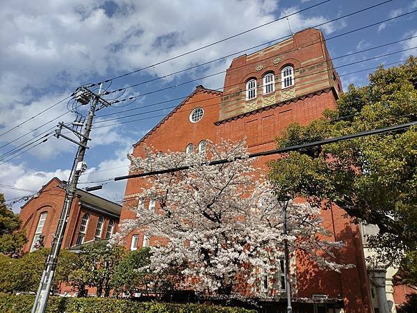 京都櫻緣記：花見同志社大學．本滿寺送春歸