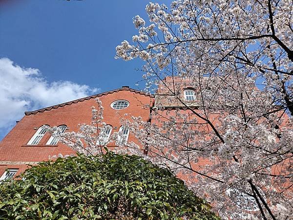 京都櫻緣記：花見同志社大學．本滿寺送春歸