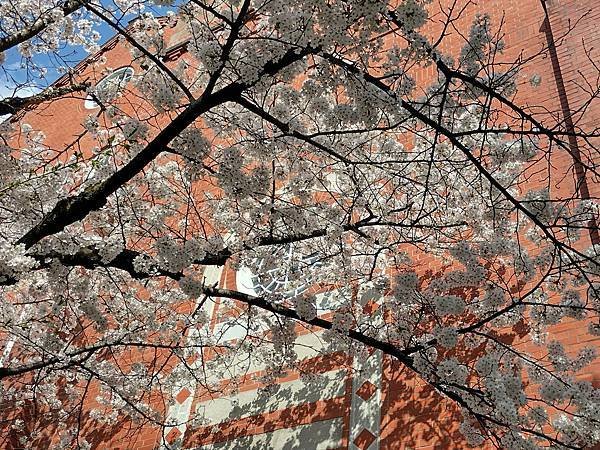 京都櫻緣記：花見同志社大學．本滿寺送春歸