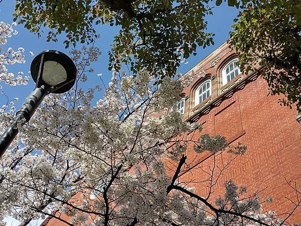 京都櫻緣記：花見同志社大學．本滿寺送春歸