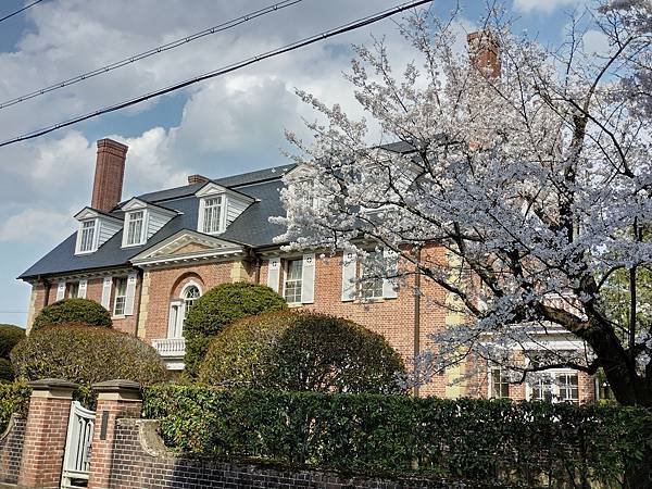 京都櫻緣記：花見同志社大學．本滿寺送春歸
