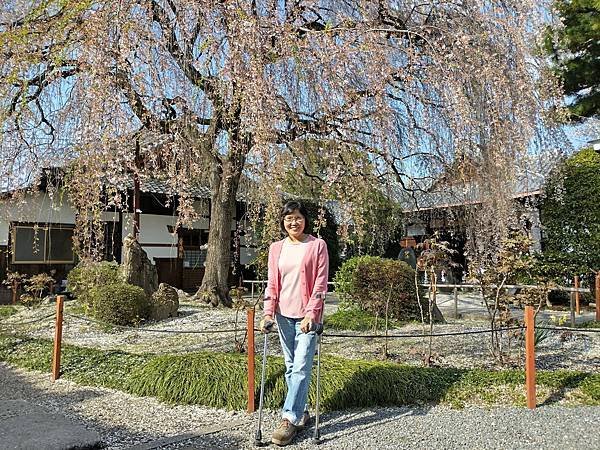 京都櫻緣記：花見同志社大學．本滿寺送春歸