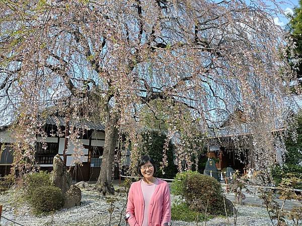 京都櫻緣記：花見同志社大學．本滿寺送春歸