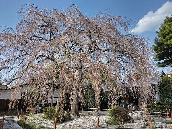 京都櫻緣記：花見同志社大學．本滿寺送春歸