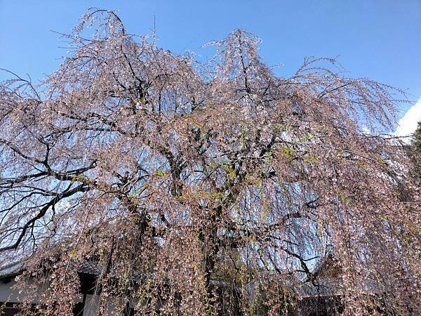 京都櫻緣記：花見同志社大學．本滿寺送春歸