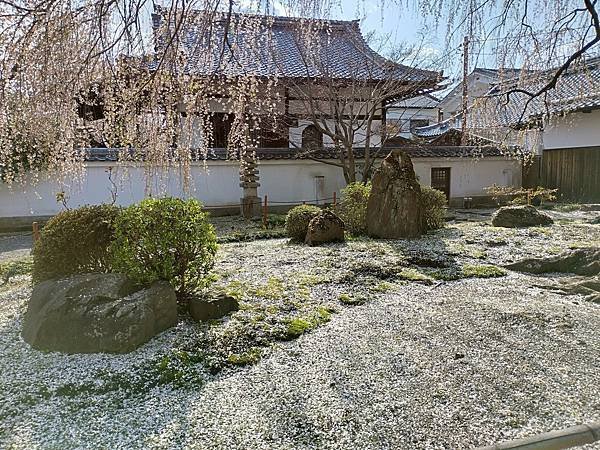 京都櫻緣記：花見同志社大學．本滿寺送春歸