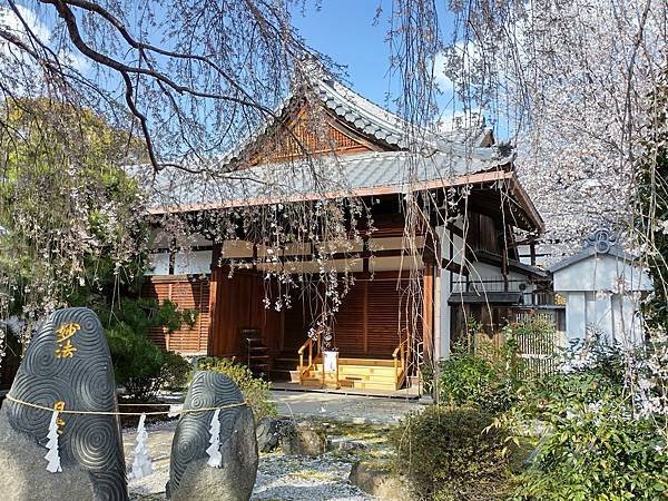 京都櫻緣記：花見同志社大學．本滿寺送春歸