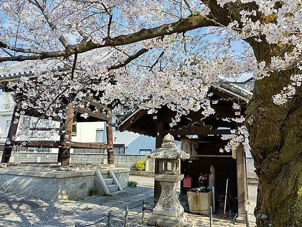 京都櫻緣記：花見同志社大學．本滿寺送春歸