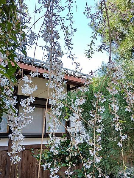 京都櫻緣記：花見同志社大學．本滿寺送春歸