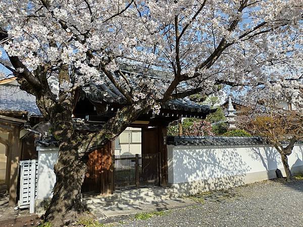 京都櫻緣記：花見同志社大學．本滿寺送春歸