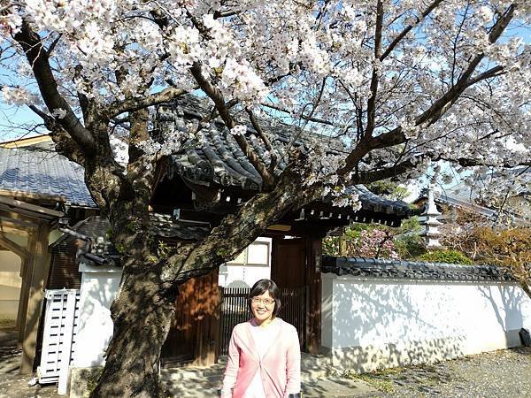 京都櫻緣記：花見同志社大學．本滿寺送春歸