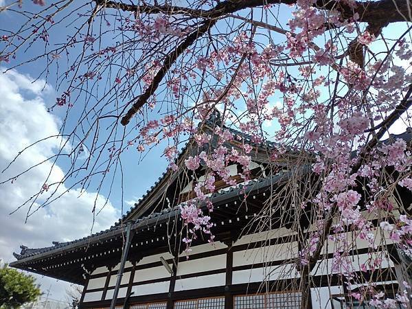 京都櫻緣記：花見同志社大學．本滿寺送春歸