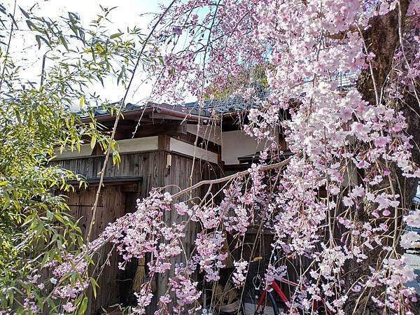 京都櫻緣記：花見同志社大學．本滿寺送春歸
