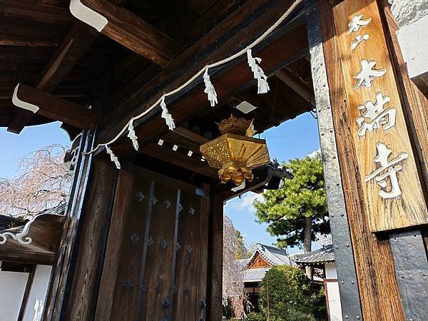 京都櫻緣記：花見同志社大學．本滿寺送春歸
