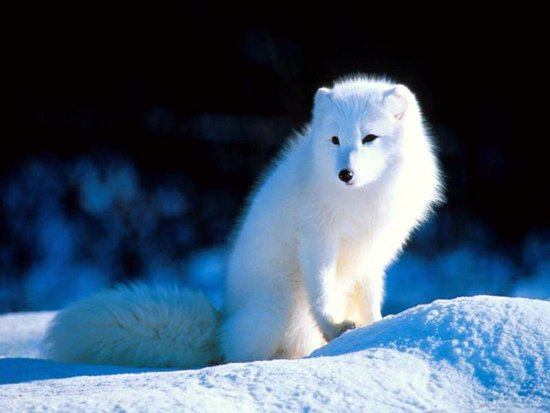 Fox.bmp