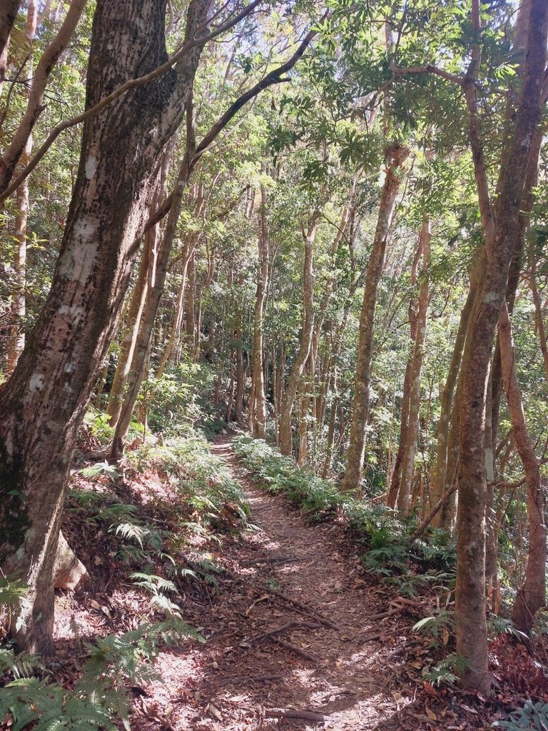 【苗栗泰安】水雲三星之鳥嘴山(上島山)