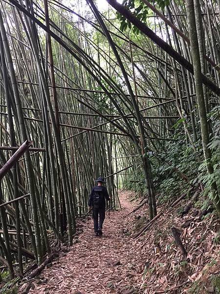 【嘉義阿里山】十字路-來吉步道2.2K回返