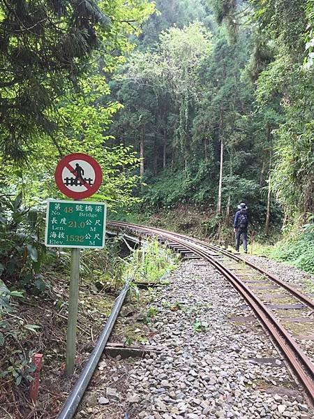 【嘉義阿里山】十字路-來吉步道2.2K回返