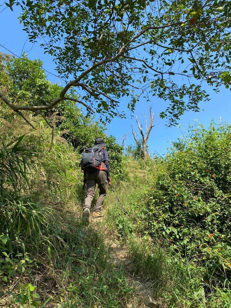【台南南化】烏山南段:石松子山-紫竹寺-王爺崙山稜線來回